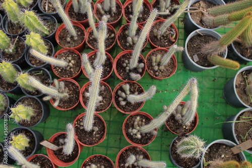 Cactus in pots.
Cactus in pot on blurry background A cactus is a member of the plant family Cactaceae, a family comprising about 127 genera with some 1750 known species of the order Caryophyllales. Th photo