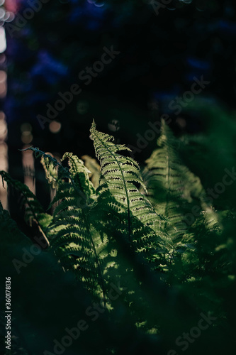 evening fern