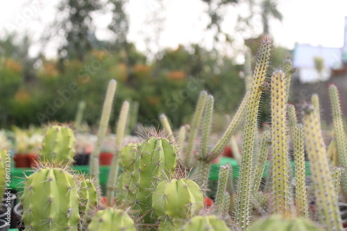 Cactus in pot on blurry background A cactus is a member of the plant family Cactaceae, a family comprising about 127 genera with some 1750 known species of the order Caryophyllales. The word `cactus` 