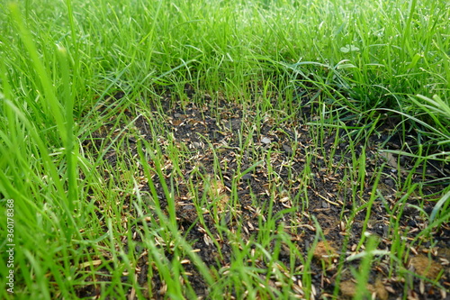 Rasen Nachsaat Reparatur Keimung