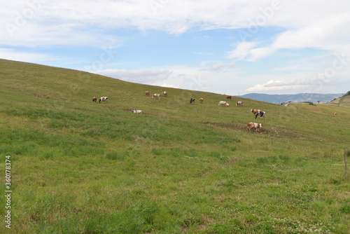 Pascolo Mucche,Biologico,