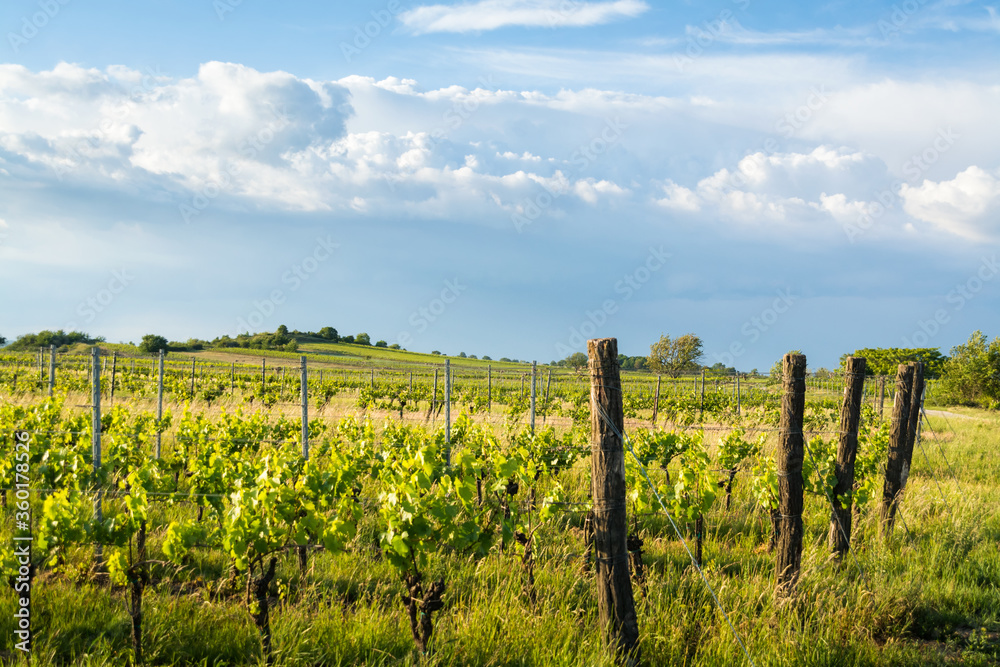 Vineyards in burgenland in summer