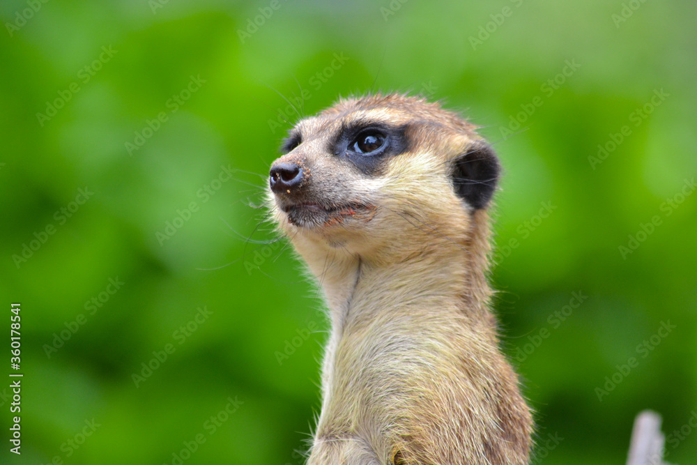 meerkat on the lookout meerkat on the lookout