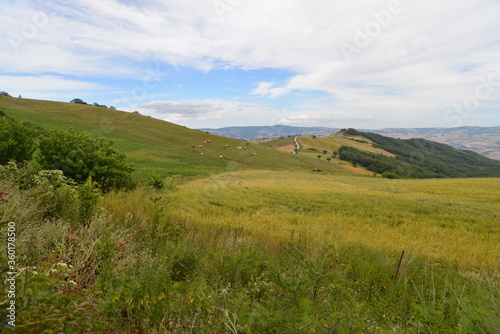 Pascolo Mucche Biologico 