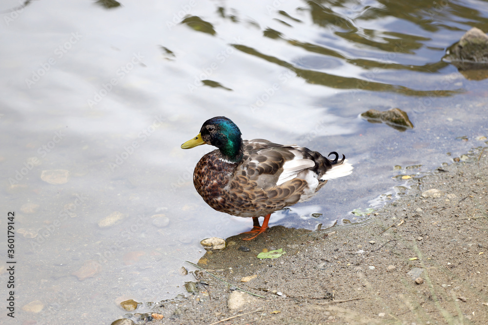 Mallard duck stay on the shore of the lake near the water. Mallard duck stay on the shore of the lake near the water.