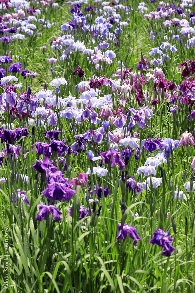 花菖蒲 花菖蒲