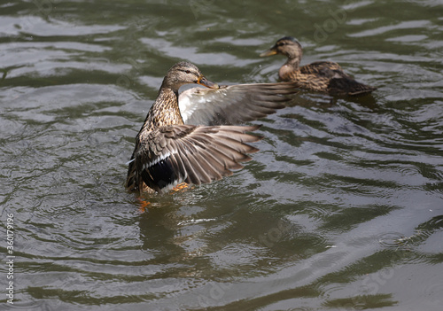 Young Mallard ducks flutter their wings, dive and swim in the lake with rushes