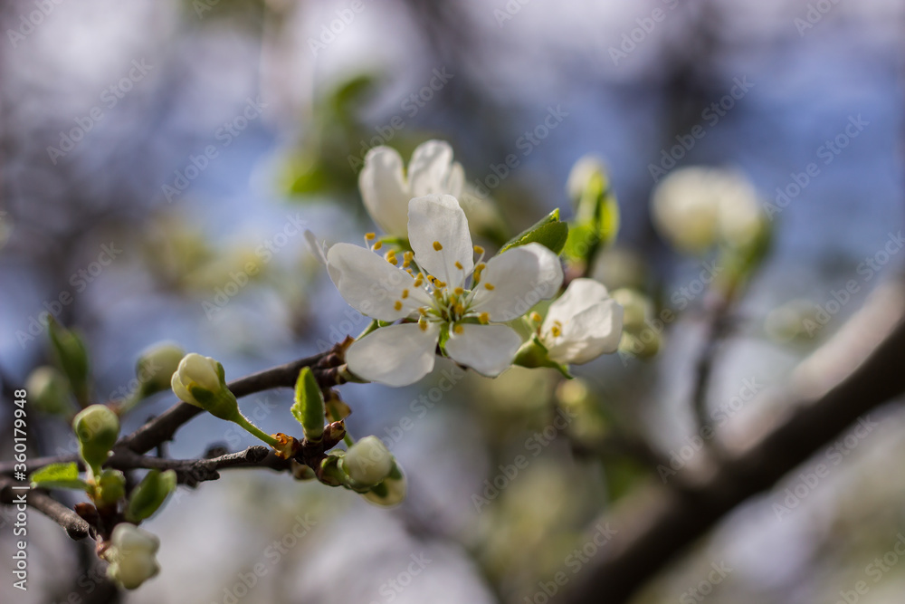 Cherry blossoms Cherry blossoms