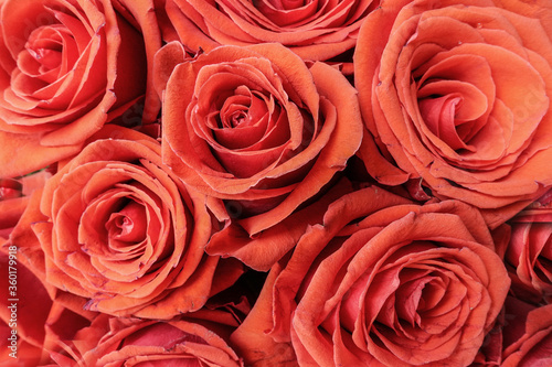 Romantic red roses close-up background