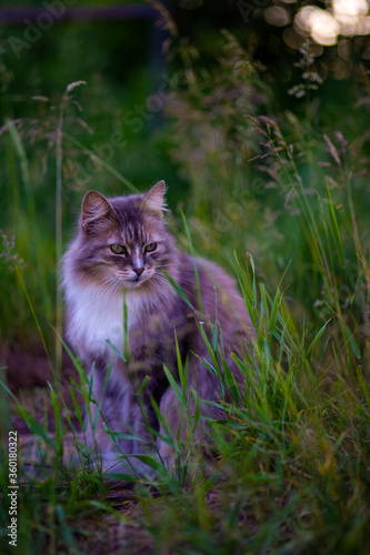 Fluffy tabby cat sits in the grass. Cat. Beautiful cat is sitting on the grass and looking at the frame. cat is sitting on the grass. looks away.