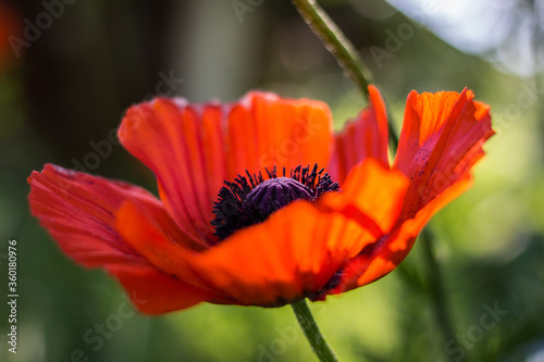 Red poppy