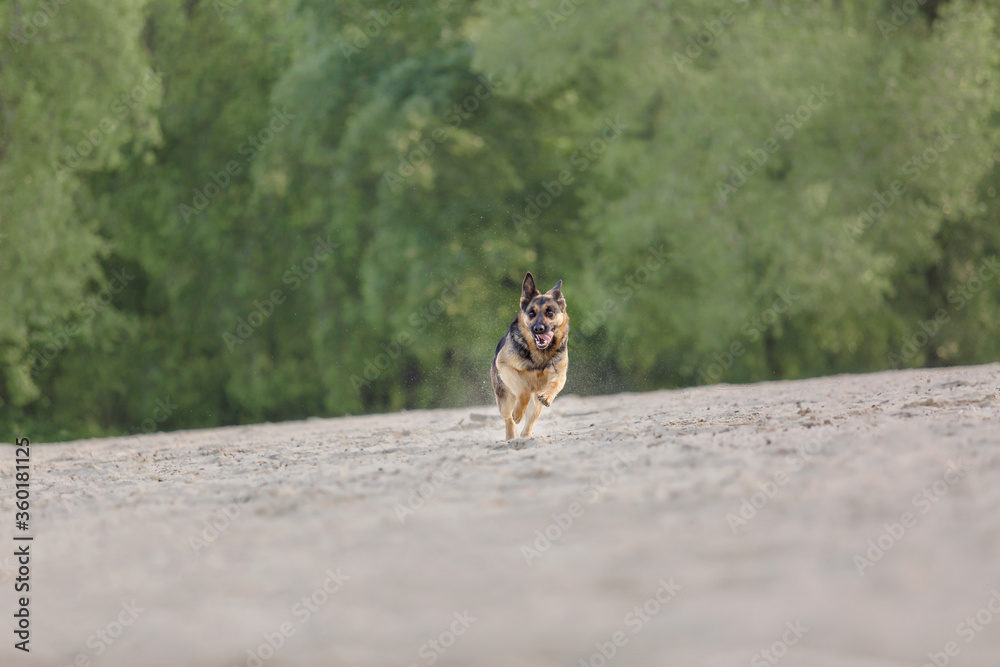 German Shepherd dog running on sand