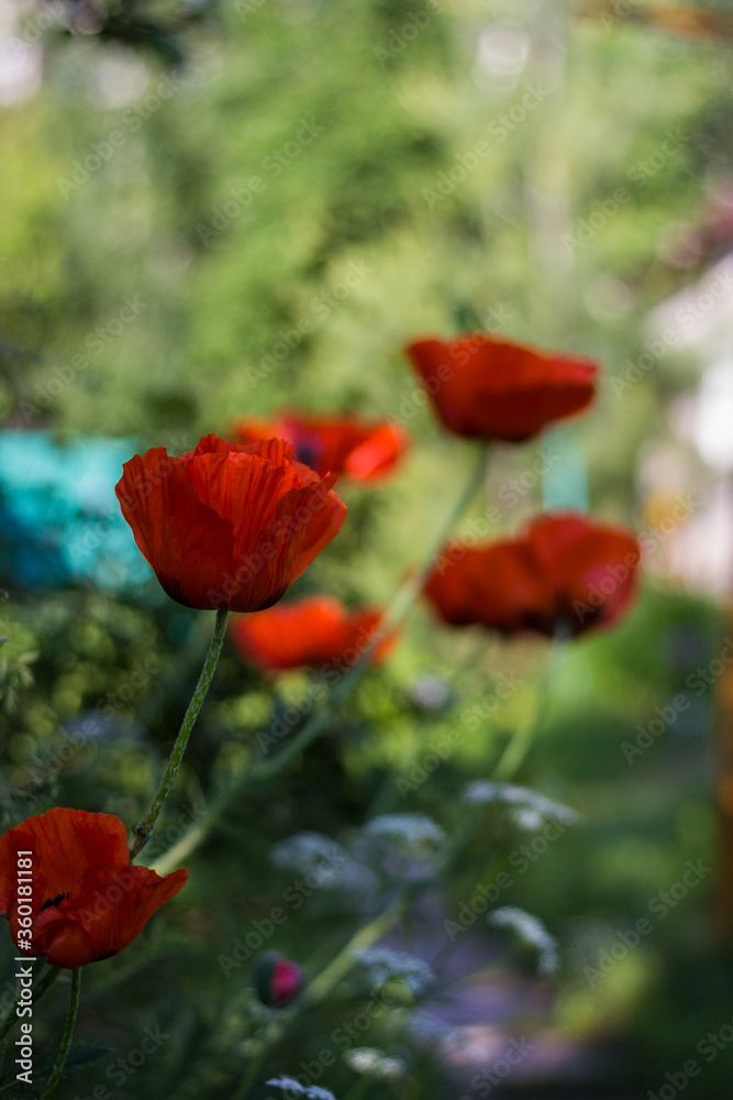 Obraz premium poppies