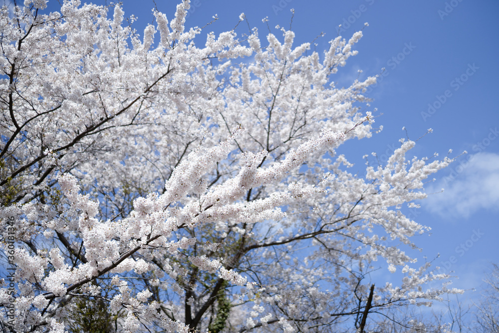 桜