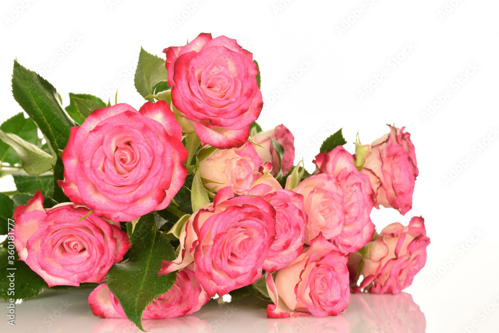 pink rose on white background