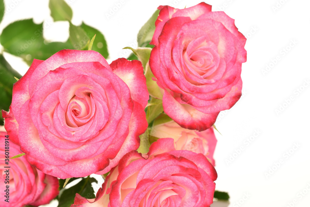 pink rose on white background