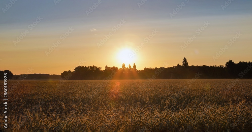 Golden geht die Sonne auf über dem Getreidefeld Golden geht die Sonne auf über dem Getreidefeld