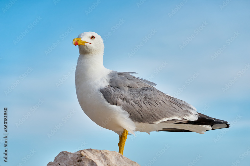 This seagull is waiting for the opportunity to gran some food from the tourists. This seagull is waiting for the opportunity to gran some food from the tourists.
