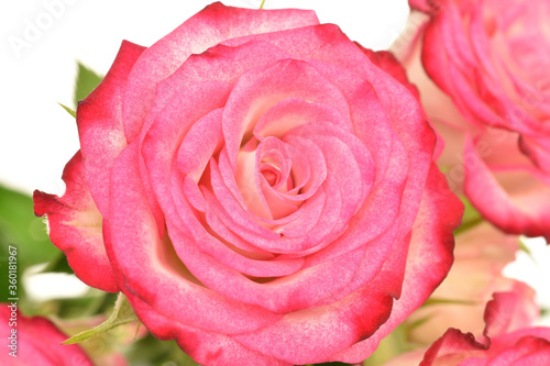 pink rose on white background