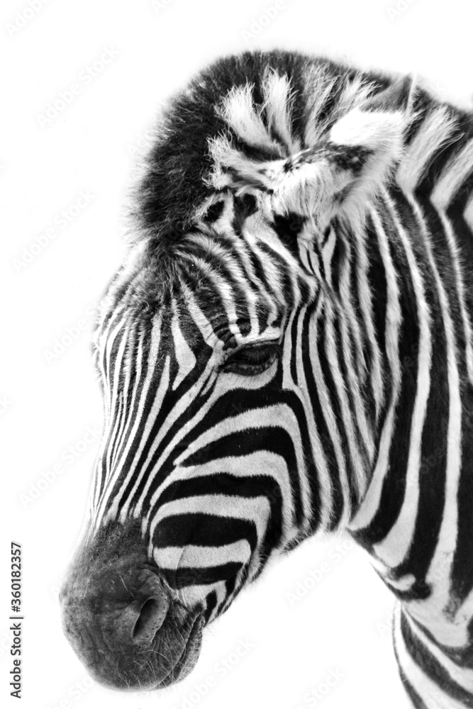 Fototapeta premium zebra isolated on white