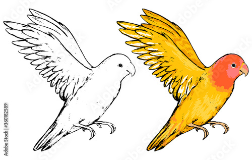 Drawing of cute flying lovebird. Realistic sketch of tropical bird parrot. Hand drawn vector illustration in vintage style. Set of contour and color element isolated on white, for design, decor, print
