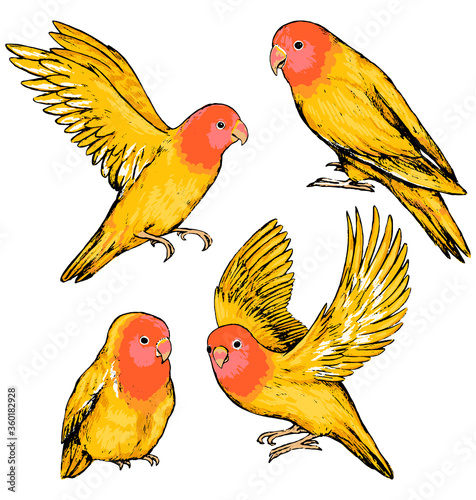 Collection of parrots lovebirds isolated on white. Set of hand drawn vector illustration. Realistic ink sketches of tropical birds. Colored vintage graphic elements for design, prints, cards, poster.