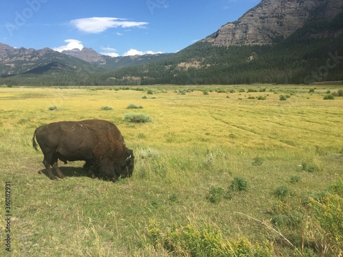 American Bison in a Mountain Valley near Yellowstone National Park.