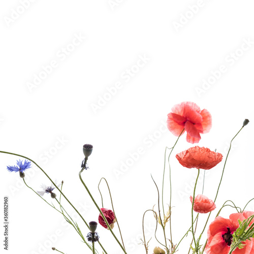 Poppy flowers and cornflowers on white background.