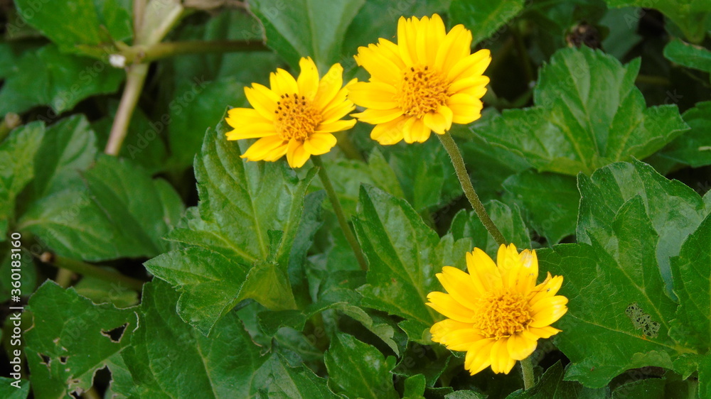yellow dandelions in the garden yellow dandelions in the garden