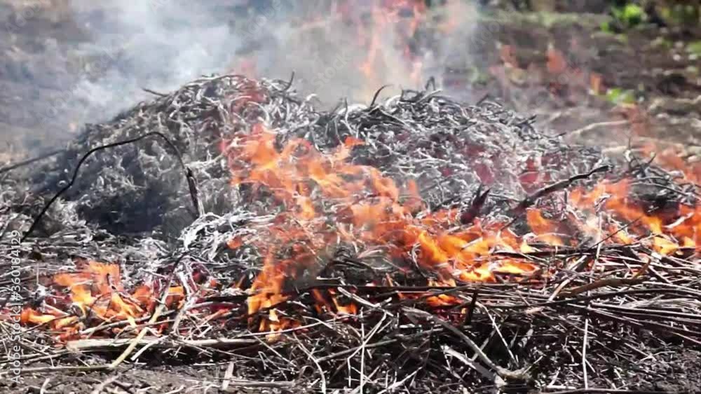 ashes smoke a big plan to burn off the old foliage branches in the country ashes smoke a big plan to burn off the old foliage branches in the country