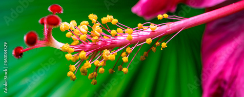 Hibiscus rosa-sinensis, Chinese hibiscus, China rose, Hawaiian hibiscus rose mallow makro macro wide