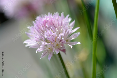 Chives flower