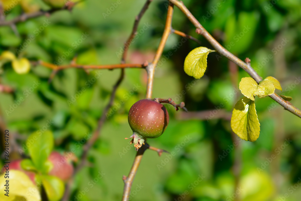 Japanese Flowering Quince Japanese Flowering Quince