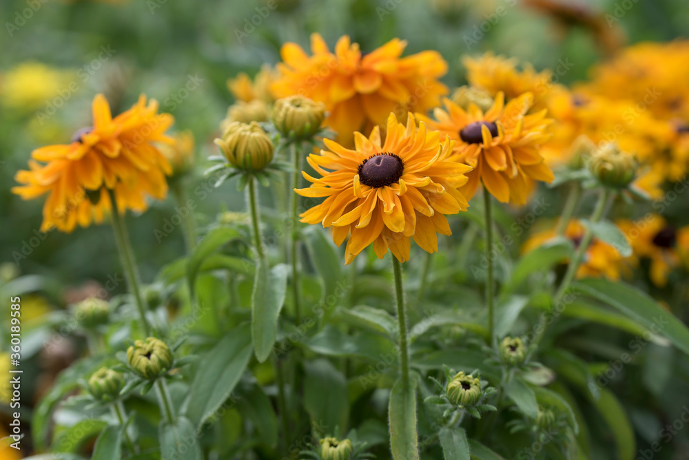 Closeup of yellow orange Rudbeckia flowers and buds in the garden Closeup of yellow orange Rudbeckia flowers and buds in the garden
