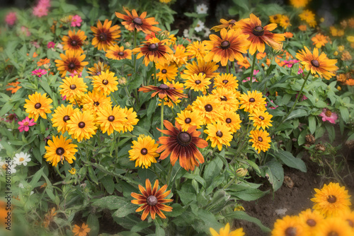 Beautiful Rudbeckia flowers in the garden