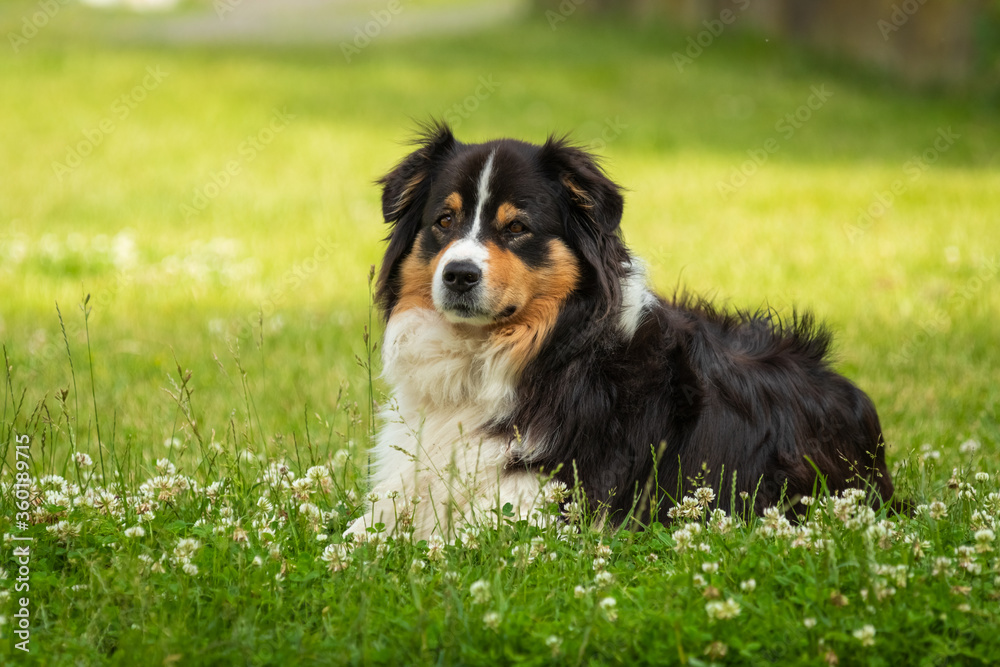 Bernese mountain dog in beautiful spring flowered field. Spring flowers and dog.