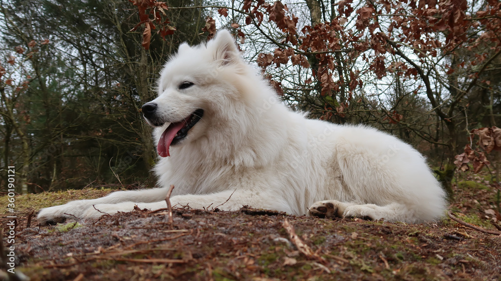 samoyed dog lying in the forest