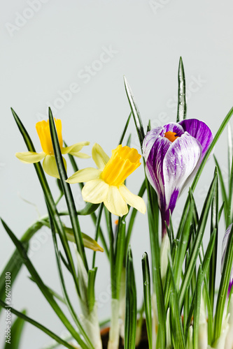 Daffodil or narcissus flowers with crocus flower on a white background. photo