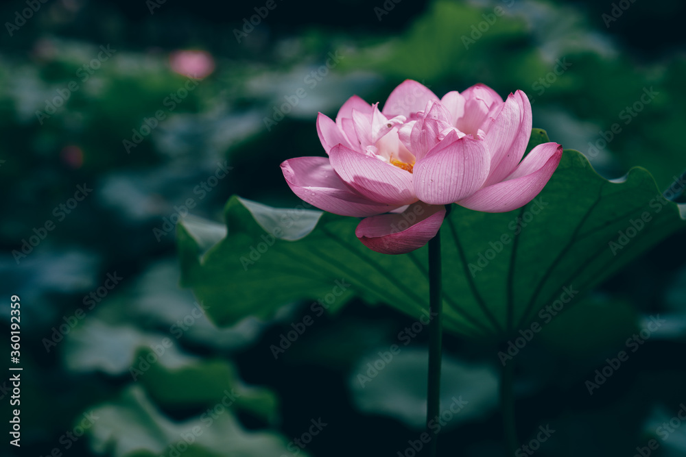 When summer comes, the lotus in the pond is in full bloom When summer comes, the lotus in the pond is in full bloom
