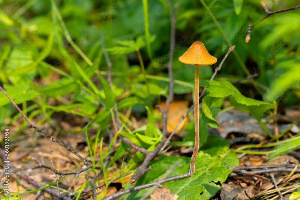 mushrooms in the forest grow on the ground natural wild. High quality photo mushrooms in the forest grow on the ground natural wild. High quality photo