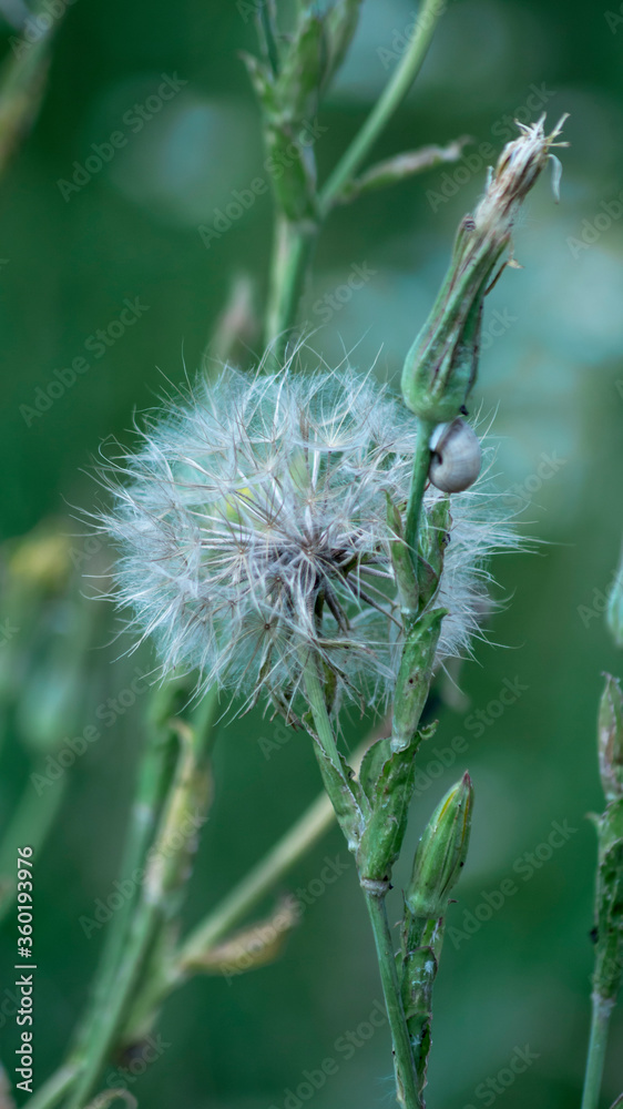 Dandelion on the green grass background Dandelion on the green grass background
