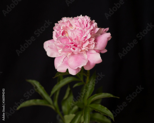 Blooming peony on a black background