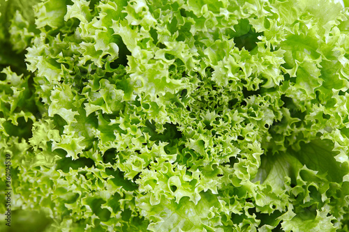 Fresh green salad background. Closeup.