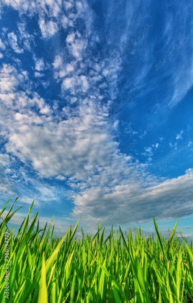 Fleecy clouds over a green grass Fleecy clouds over a green grass