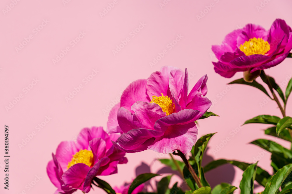 pink blooming peony on pink background. Copy space for text or design.