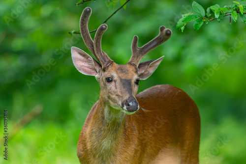 Fototapeta Naklejka Na Ścianę i Meble -  Buck deer with antlers in the forest in spring