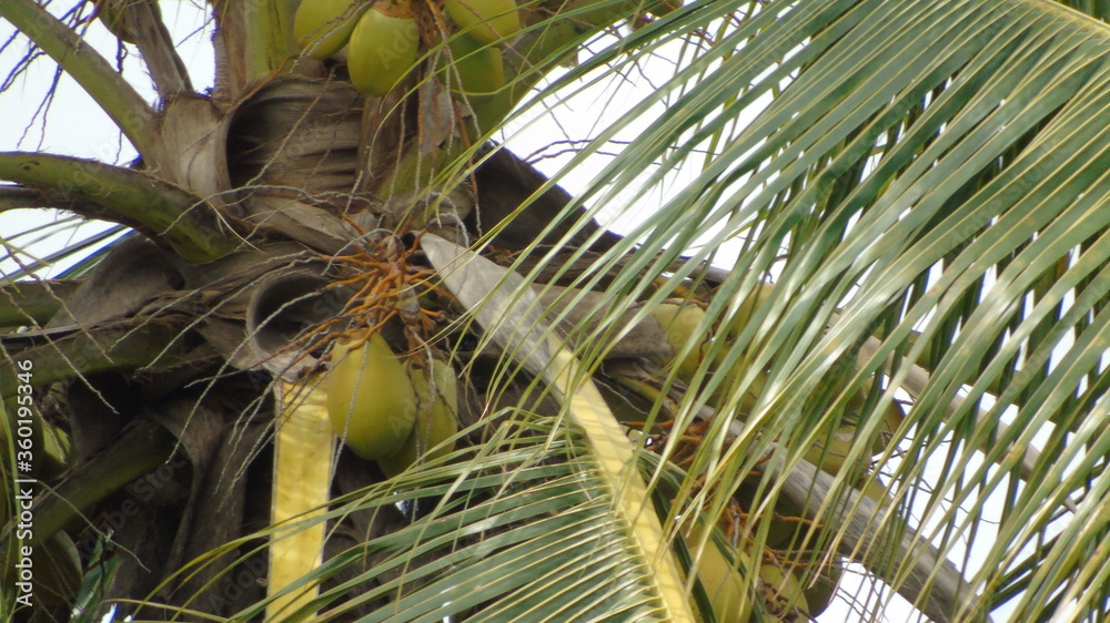 Fototapeta premium close up of a coconut