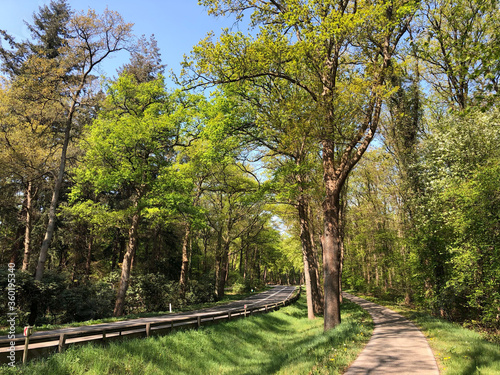 Road through the forest around Ommen photo