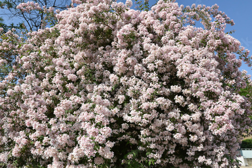 Foto Kolkwitzia amabilis blanc au printemps au jardin