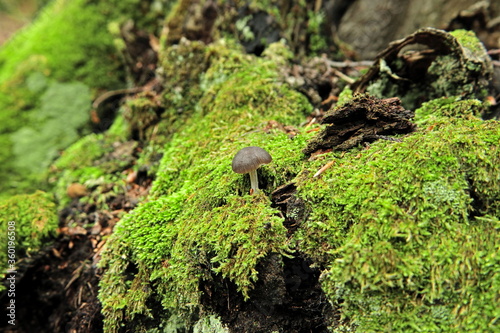 mushroom on a fallen tree